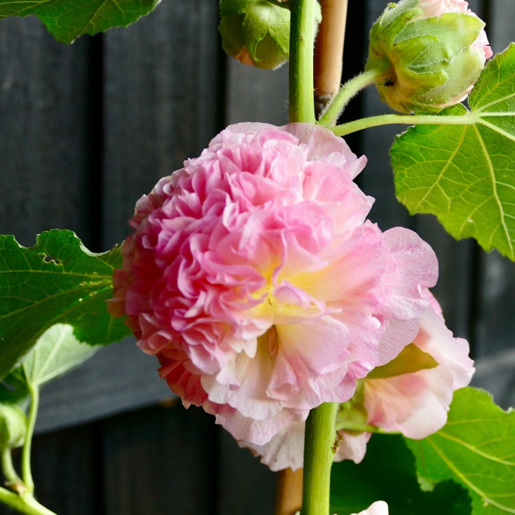 Plant image Alcea rosea 'Chater's Double Group Apricot'