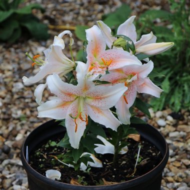 Lily 'Salmon Star' (Oriental)