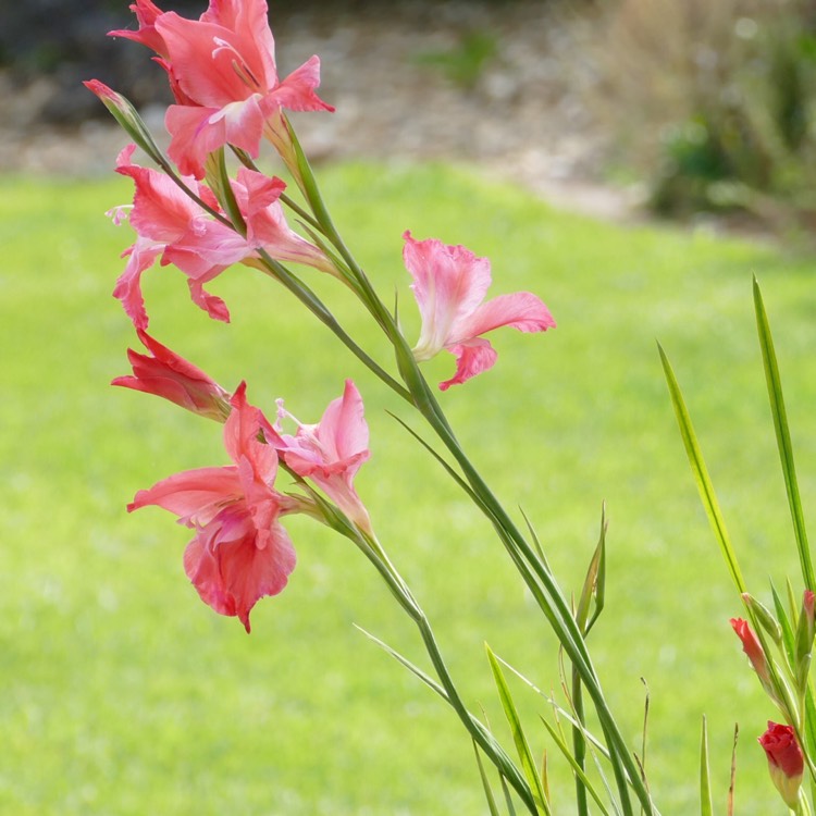 Plant image Gladiolus 'Charming Beauty'