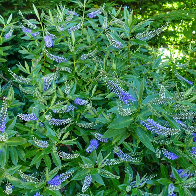 Plant image Hebe 'Sparkling Sapphires'