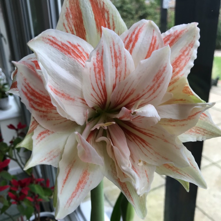 Plant image Hippeastrum (Double Galaxy Group) 'Dancing Queen'