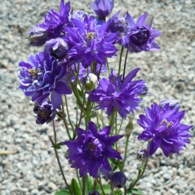 Plant image Aquilegia bulgaria 'Blue Barlow'