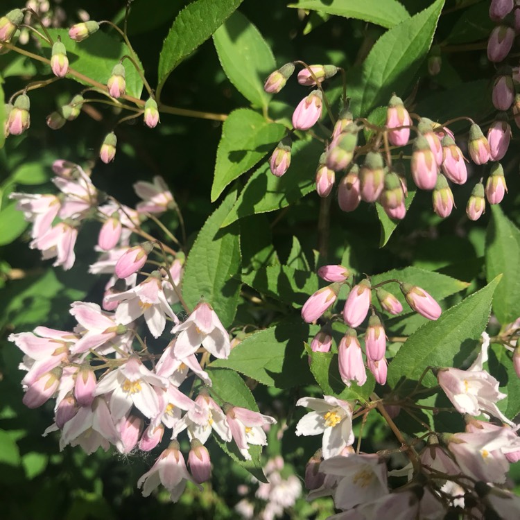 Plant image Deutzia x kalmiiflora