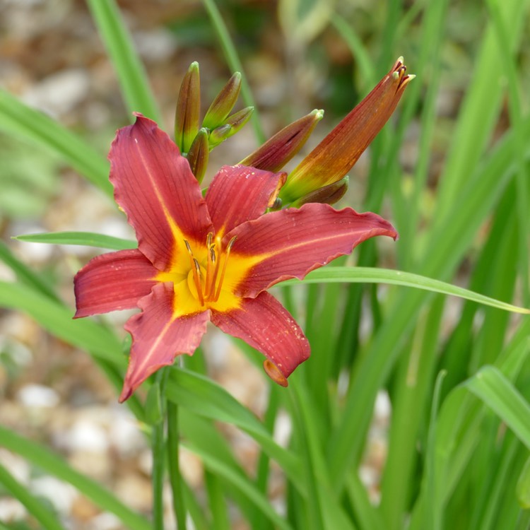 Plant image Hemerocallis 'Autumn Red'