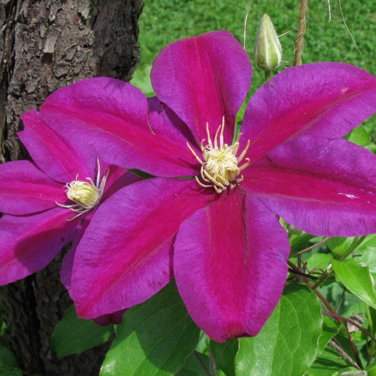 Plant image Clematis 'Sunset'