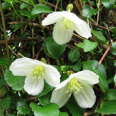 Plant image Clematis cirrhosa 'Jingle Bells'