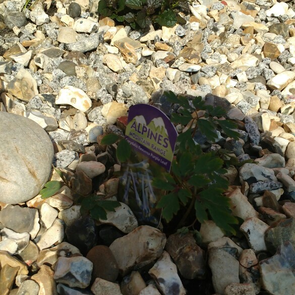 Corydalis 'Purple Leaf'