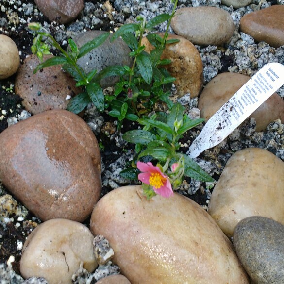 Rock Rose 'Cerise Queen'