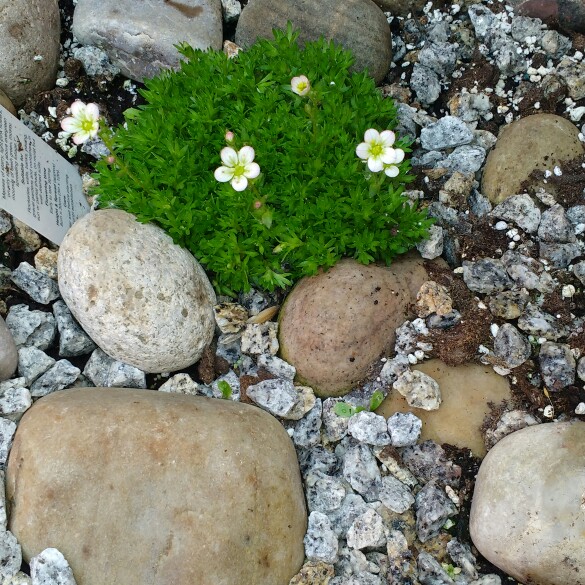 Strawberry Saxifrage