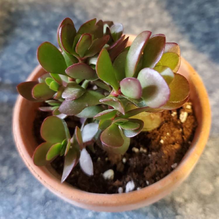 Plant image Crassula Ovata