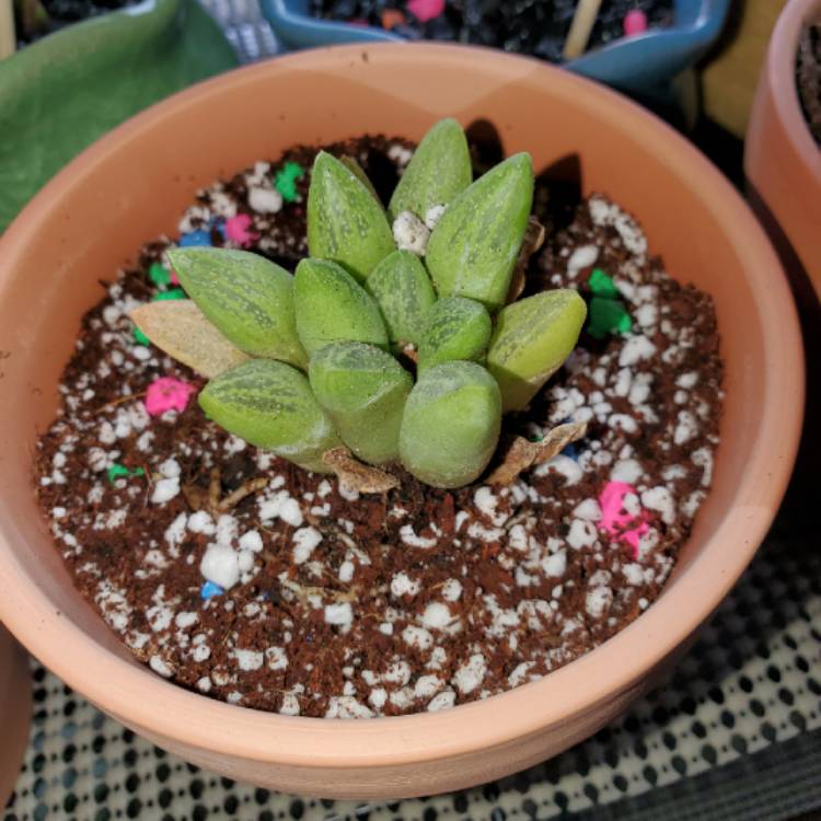 Plant image Haworthia Turgida