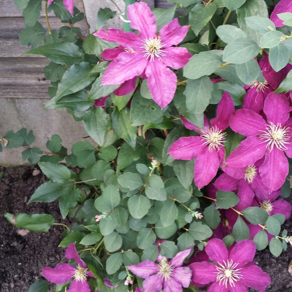 Clematis 'General Sikorski'