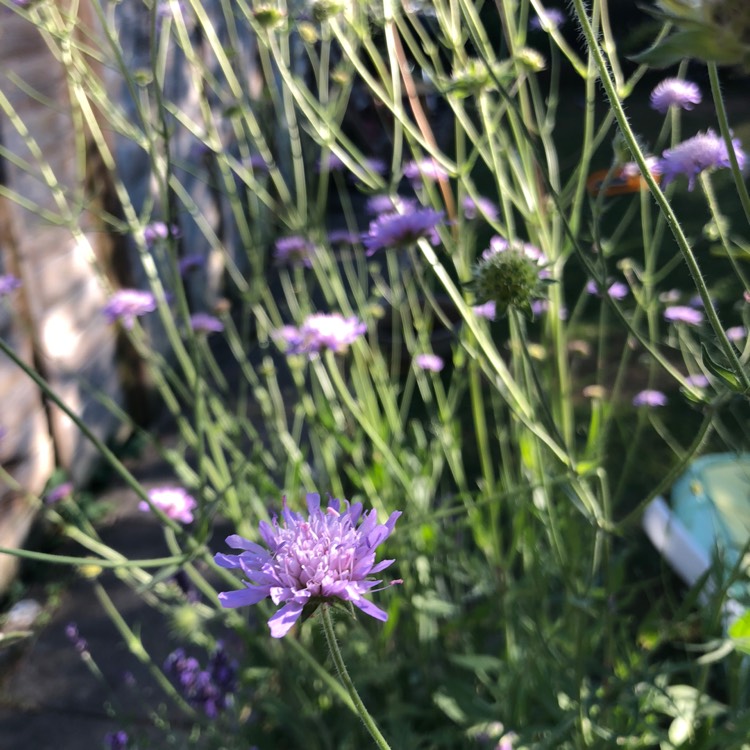 Plant image Knautia arvensis