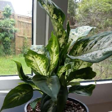 Dieffenbachia