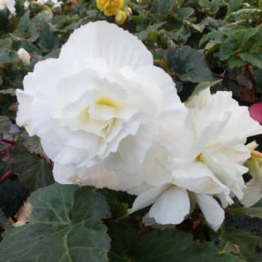 Tuberous Begonia 'Nonstop Mix'