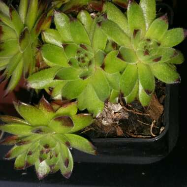 Sempervivum Tectorum Greenii