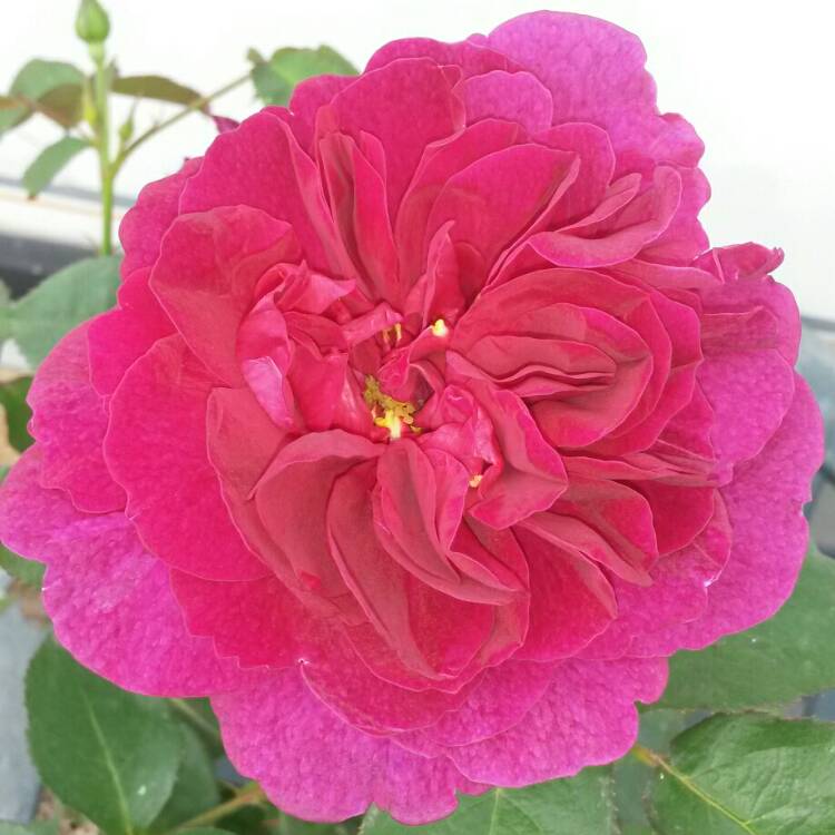 Plant image Rosa 'Prose' syn. Rosa 'Burgundy Iceberg', Rosa 'Burgundy Ice'