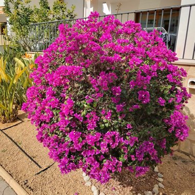 Bougainvillea