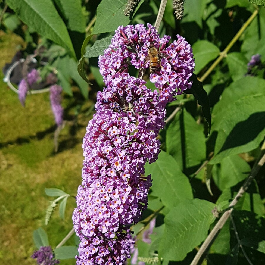 Plant image Buddleja davidii 'Monum' syn. Buddleja davidii 'Nanho Purple'