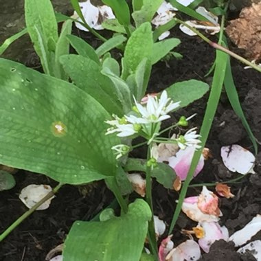 Allium (Species) Wild Garlic