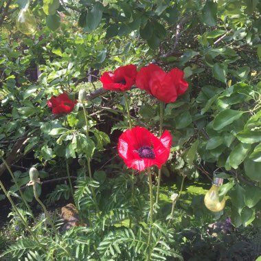 Opium Poppy