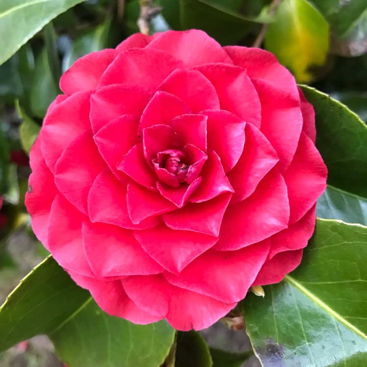 Plant image Camellia reticulata x williamsii 'Black Lace'