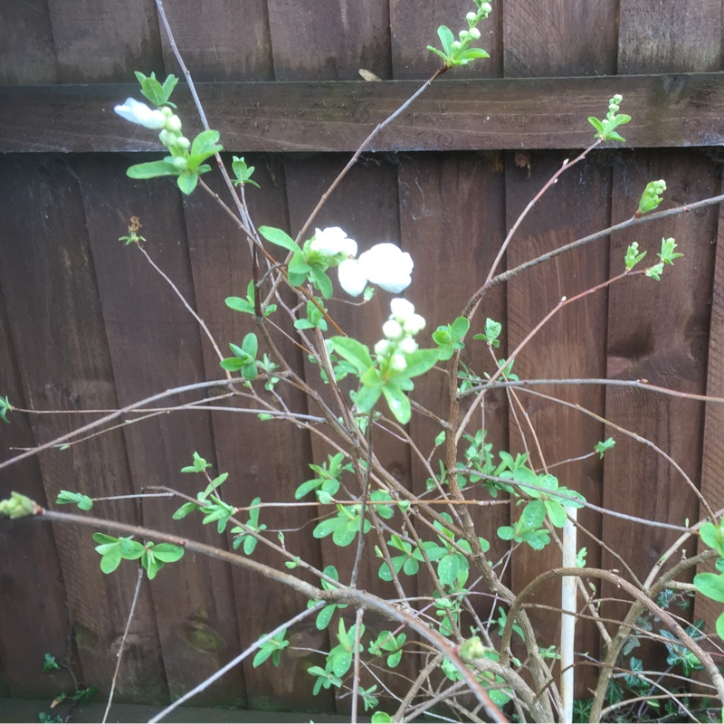 Plant image Exochorda x macrantha 'The Bride'