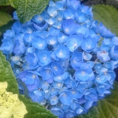 Hydrangea