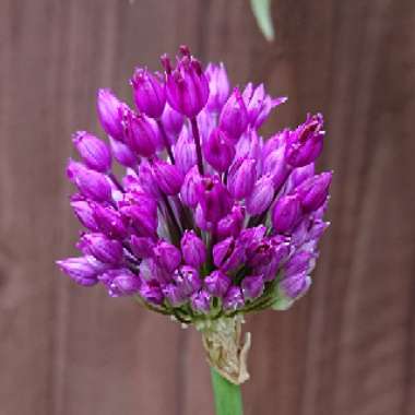 Allium 'Gladiator'