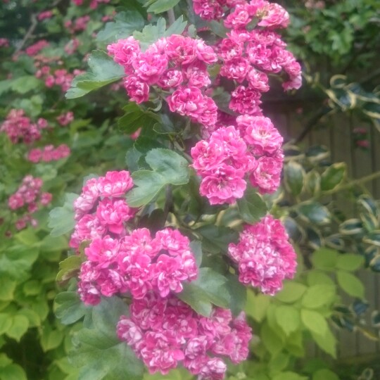 Plant image Crataegus laevigata 'Paul's Scarlet'