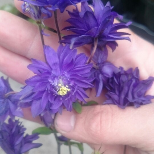 Plant image Aquilegia bulgaria 'Blue Barlow'