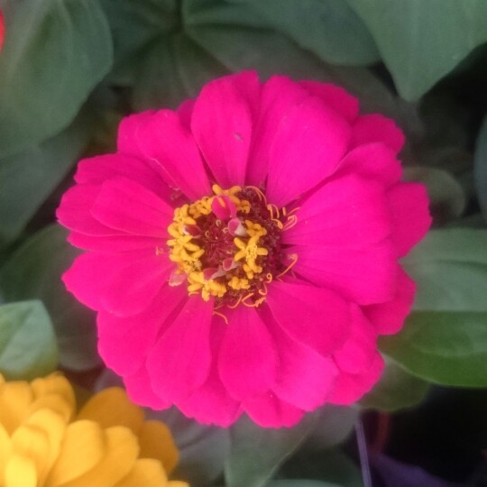 Plant image Zinnia elegans