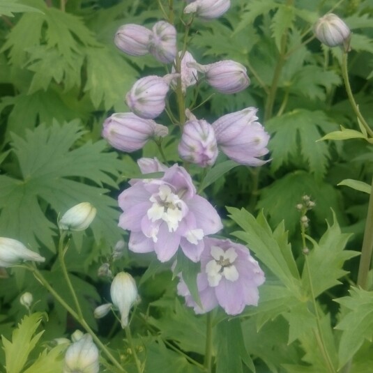 Plant image Delphinium 'Magic Fountains Cherry Blossom'