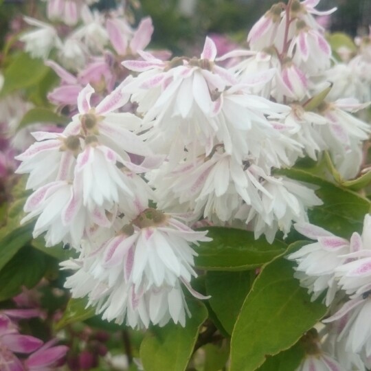 Deutzia