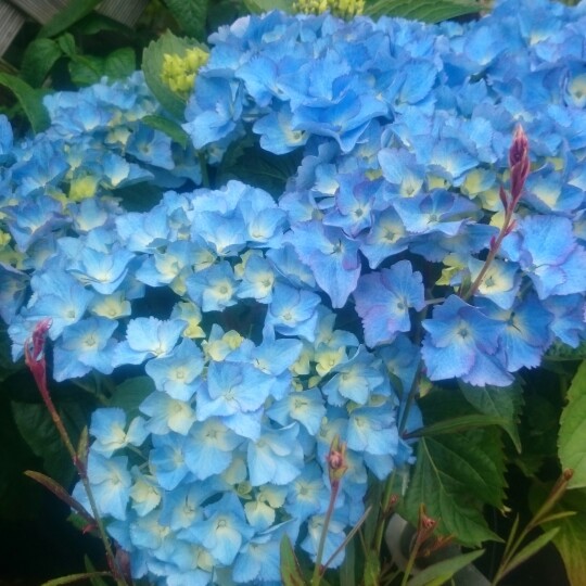 Plant image Hydrangea macrophylla 'Early blue'