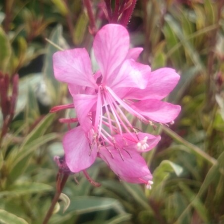 Plant image Oenothera lindheimeri 'Gaudros' (Geyser Series) syn. Oenothera lindheimeri 'Geyser Pink', Gaura lindheimeri 'Geyser Pink'