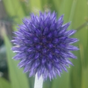 Echinops ritro 'Veitch's Blue'