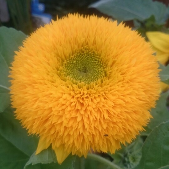 Helianthus annuus 'Teddy Bear'