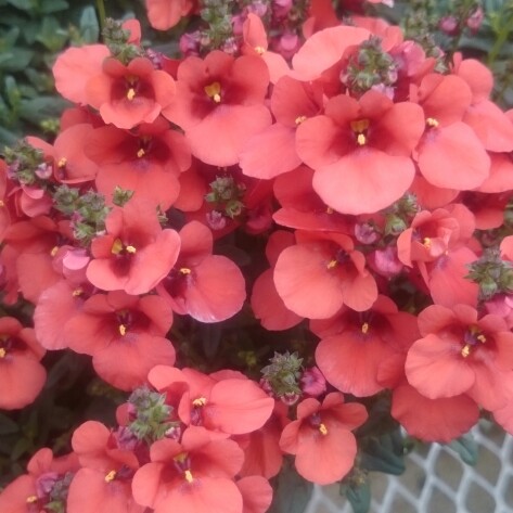 Plant image Diascia 'Juliet Red'