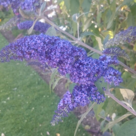 Buddleja