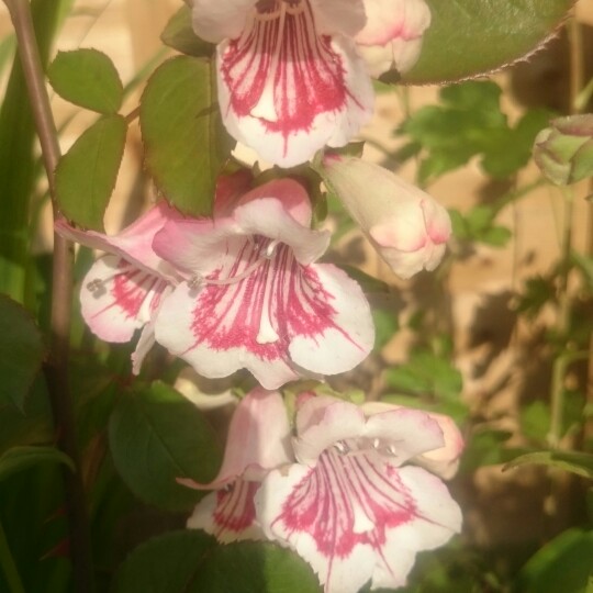 Penstemon 'Bridgesii'