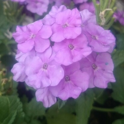 Plant image Verbena 'Aztec Pink Magic'