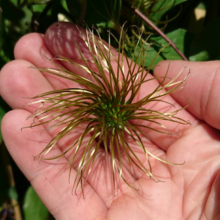 Plant image Clematis