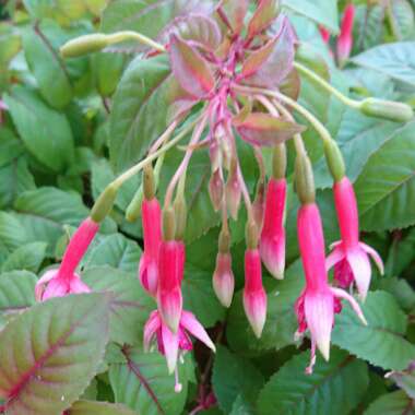 Fuchsia (Half Hardy)