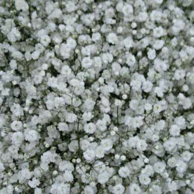 Gypsophila