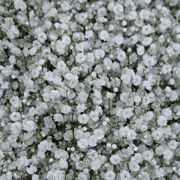 Plant image Gypsophila