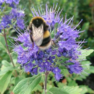 Caryopteris x clandonensis 'Grand Bleu'