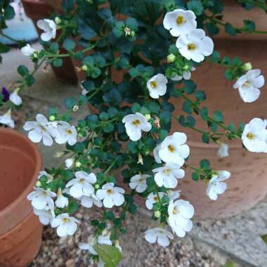 Bacopa Monnieri