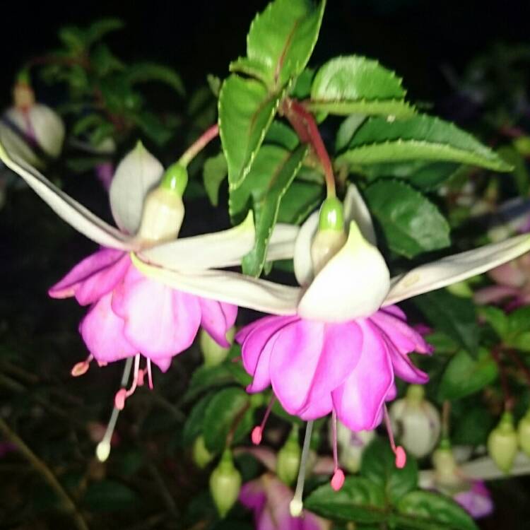 Plant image Fuchsia (Tender)