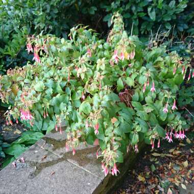 Fuchsia (Half Hardy)